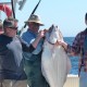 75lb halibut