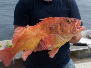 Yellow-Eye-Rockfish