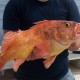 Yellow-Eye-Rockfish